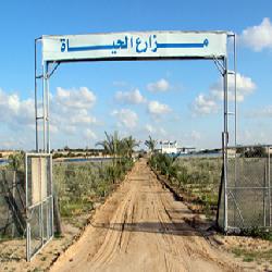 الحياة تنفذ مشاريع زراعية جديدة في مزارعها . ‏