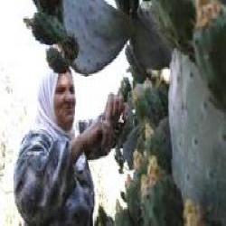 الحاجة أم نمر.. الاحتلال قلب فرحة نجاح ابني لمأتم